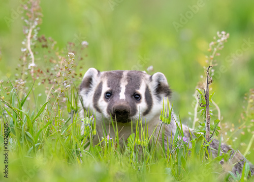 American Badger (Taxidea taxus) is a North American badger, photo taken in Point Reyes National Seashore, California