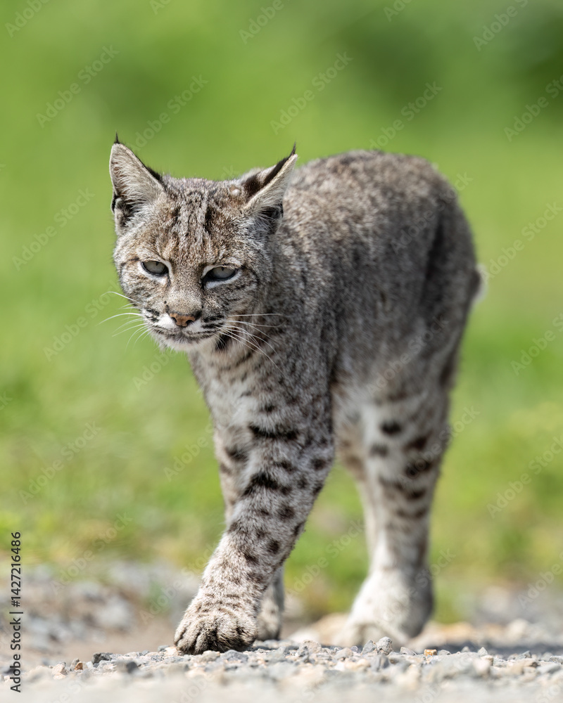 Obraz premium Bobcat (Lynx rufus), also known as the wildcat, bay lynx, or red lynx, out on a hunt in Point Reyes National Park, California, North America 