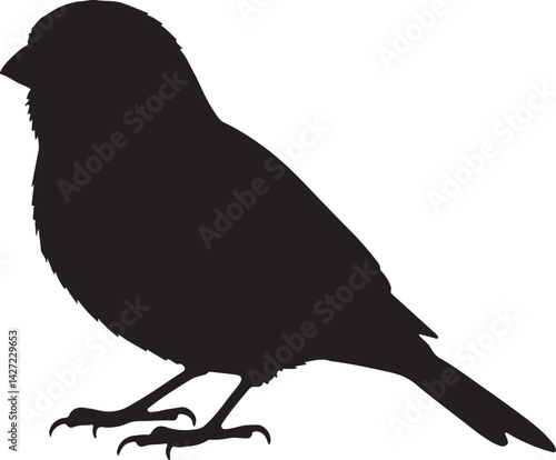 Canary bird vector silhouette on white background