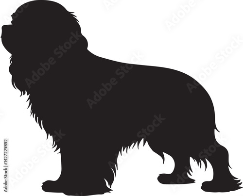 Cavalier King Charles Spaniel vector silhouette on white background