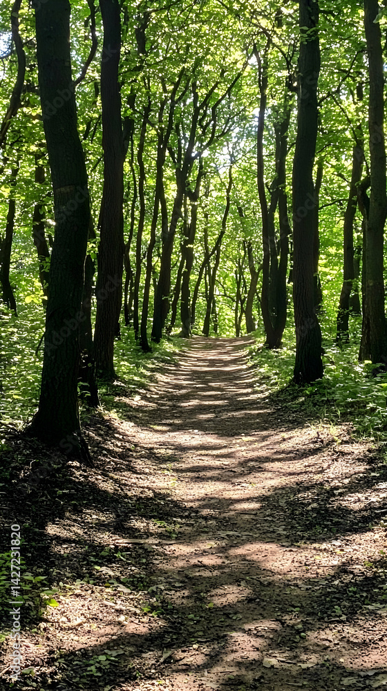 Fototapeta premium Sunlit forest path, trees arching overhead, dappled sunlight on trail. Nature walk, peaceful scene