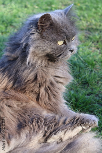 gray cat on the grass