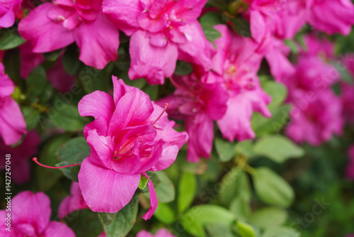 Blooming pink japan Azalea Ericaceae flowers, rhododendron flower macro, background. Evergreen decorative plant outdoor or in orangery in botanical garden. Gardeining, plant breeding
