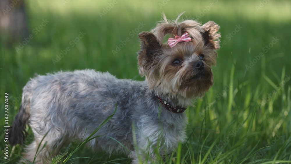 An adorable and cheerful Yorkshire Terrier dog wearing a lovely bow, basking in the sun on a lush green field An adorable and cheerful Yorkshire Terrier dog wearing a lovely bow, basking in the sun on a lush green field