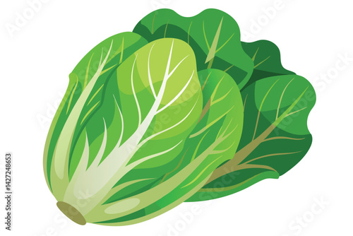 Illustration of Romaine lettuce on white.