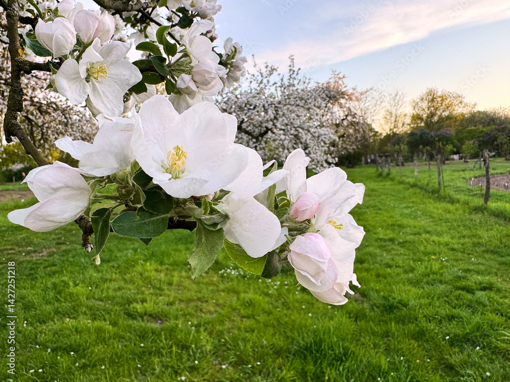 Close-up of blooming white apple blossoms on a tree branch in a green orchard during springtime