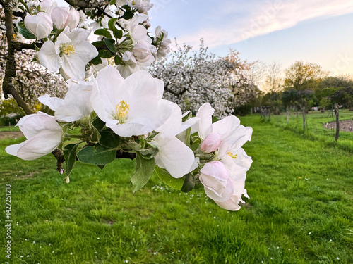 Obraz na płótnie Close-up of blooming white apple blossoms on a tree branch in a green orchard during springtime w salonie