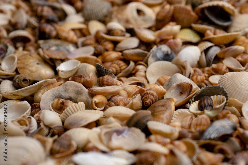 Ocean shells. Mollusk shells. Seashell background. Texture of the shells. Seashell background. Colorful sea shells as background. Ocean shells. Mollusk shells. Seashell background. Texture of the shells. Seashell background. Colorful sea shells as background.