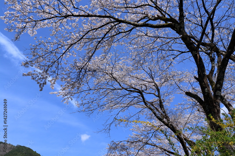 公園のソメイヨシノを眺める 春の空 (高知県 仁淀川町ふれあい公園) 公園のソメイヨシノを眺める 春の空 (高知県 仁淀川町ふれあい公園)