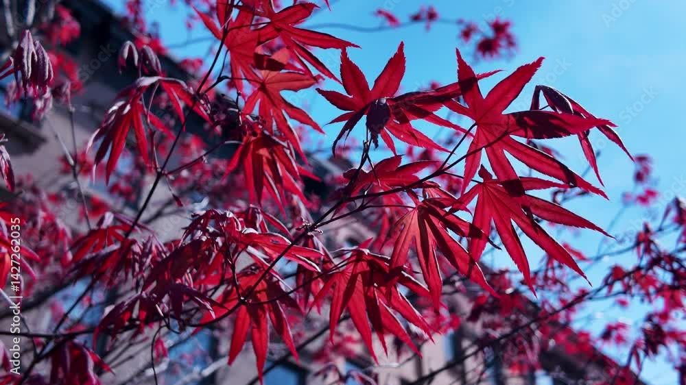 red maple tree leaves blow in the Brooklyn breeze in front of brownstones. red maple tree leaves blow in the Brooklyn breeze in front of brownstones.