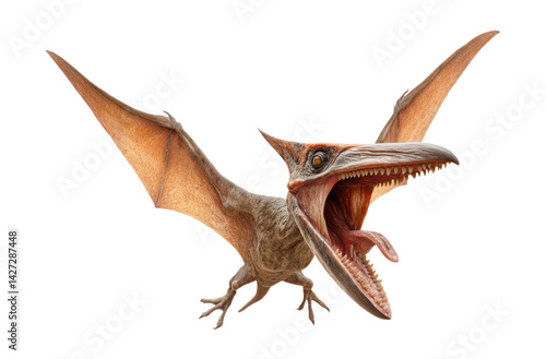 Detailed Pterodactyl Model with Open Mouth Showing Sharp Teeth, Brown Textured Skin and Spread Wings in Attacking Pose Isolated on Transparent and White Background