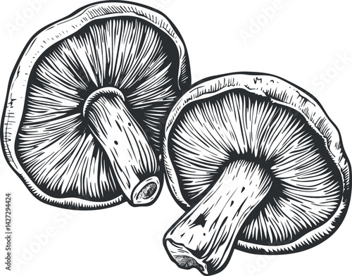 Illustration of two detailed mushrooms showcasing their unique structure and texture in black and white.