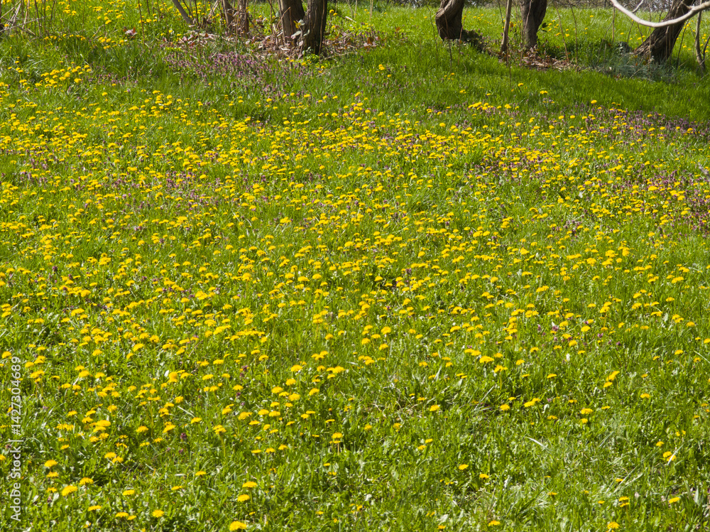 Spring Landscape of South Park in city of Sofia, Bulgaria