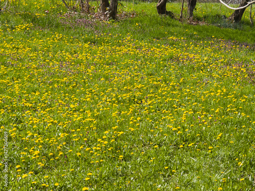 Obraz na płótnie Spring Landscape of South Park in city of Sofia, Bulgaria w salonie