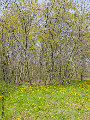 Spring Landscape of South Park in city of Sofia, Bulgaria