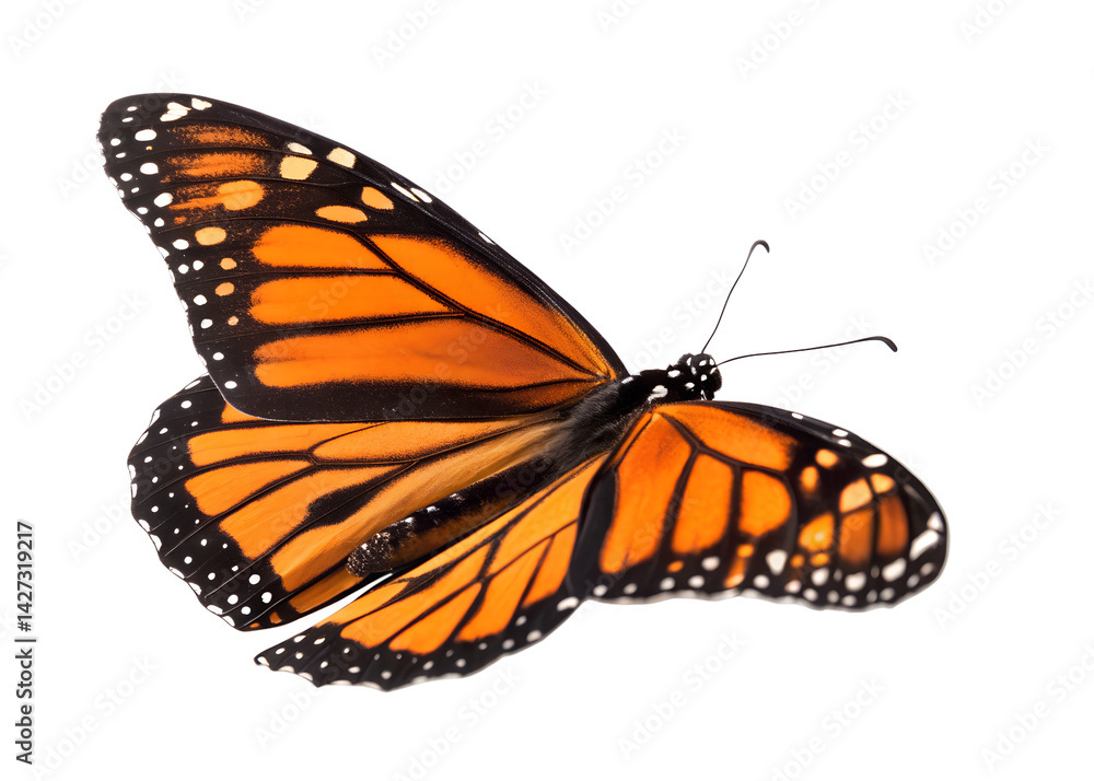 Fototapeta premium Monarch Butterfly: A macro shot captures the stunning detail of a Monarch butterfly, its vibrant orange and black wings spread gracefully, showcasing the intricate patterns of nature.