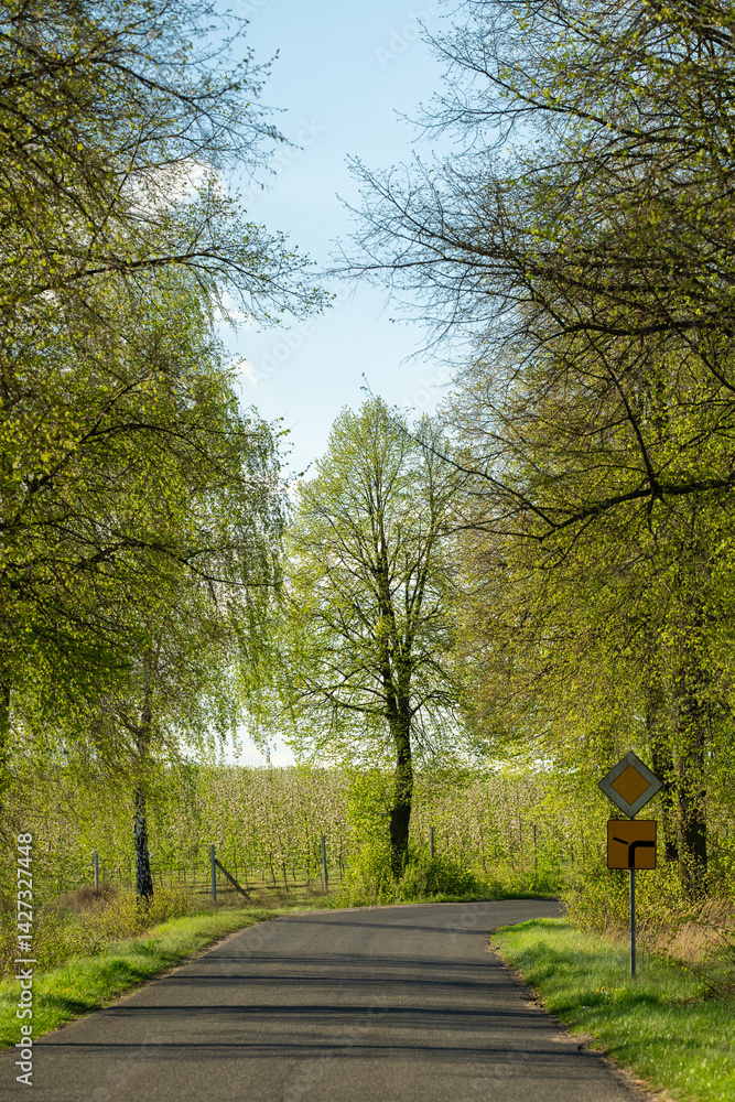 Naklejka premium Świeżo posiane pole przy lesie – kontrast z zielenią i błękitem