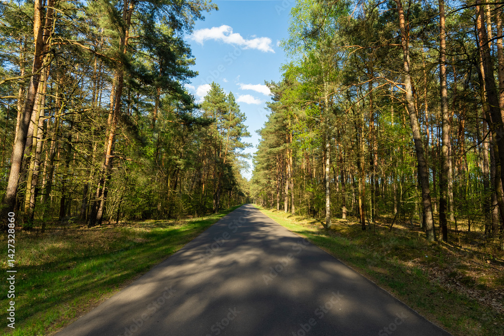 Naklejka premium Leśna droga asfaltowa – prosta trasa przez wiosenny las