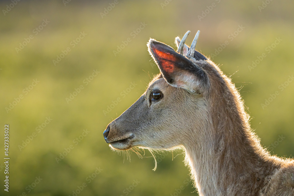 Obraz premium 黄緑色の草原で子鹿の頭に生え始めた２本の角が小さくて可愛いです。背景は黄緑色の草原でシカは上部のクローズアップで左側を向いている横構図です。