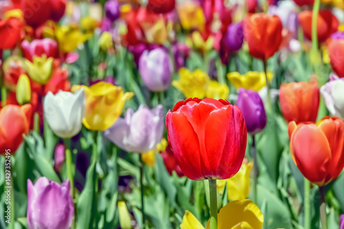 美しいチューリップの花