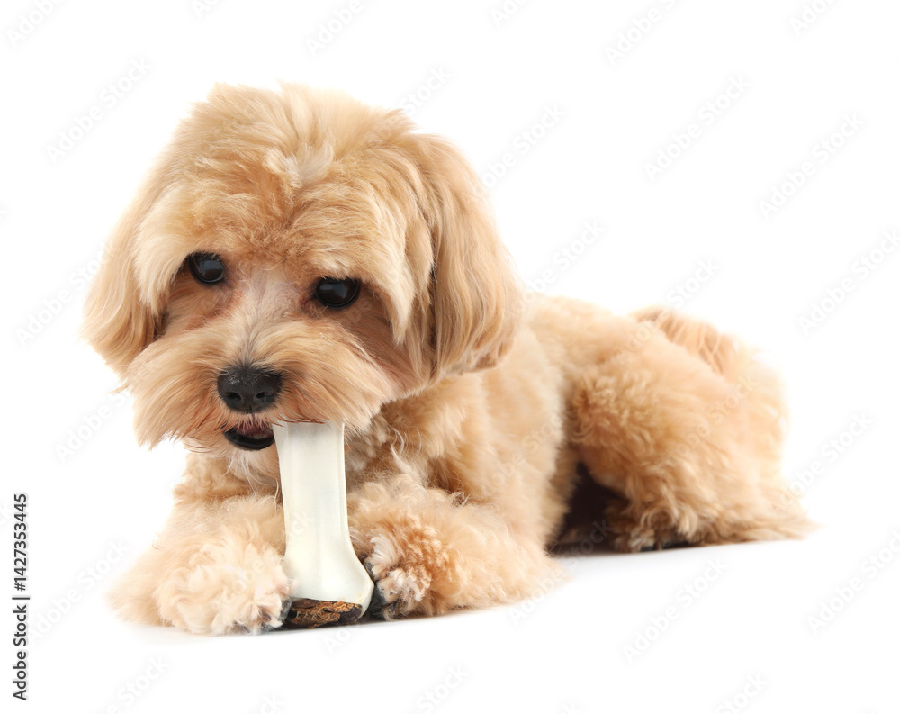 Cute dog with chew bone on white background Cute dog with chew bone on white background