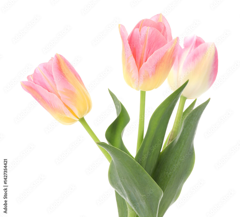 Fototapeta premium Three beautiful colorful tulips isolated on white