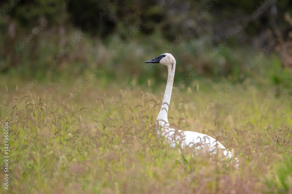 Fototapeta premium trumpeter swan walking in the deep grass