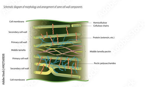 Schematic diagram of morphology and arrangement of some cell wall components.