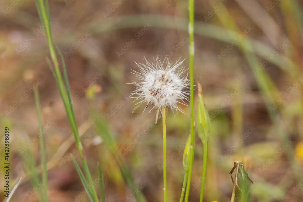 Un solitario diente de león Un solitario diente de león