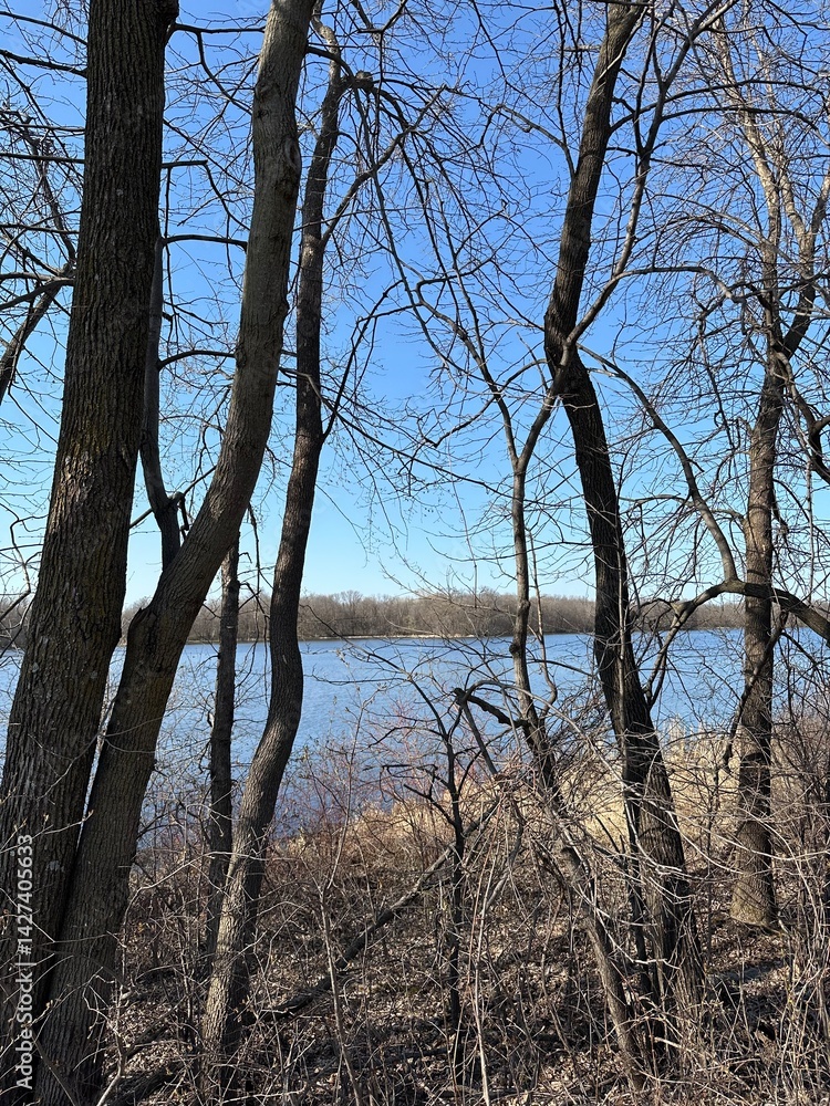trees on the lakeside trees on the lakeside