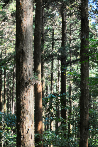 울창한 숲속에 있는 삼나무 군락지.