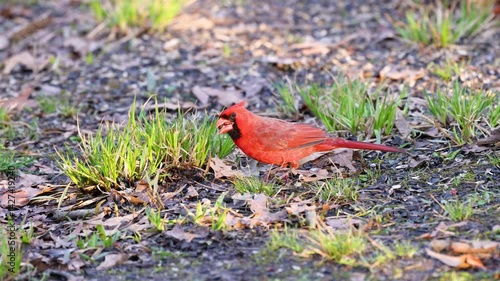 Male Northern cardinal (Cardinalis cardinalis) picking up and feeding on bird seed off the ground during spring in Wisconsin, USA