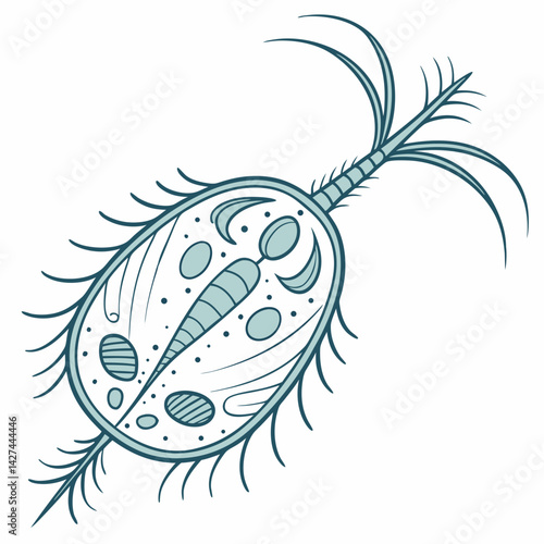 A vector of a plankton