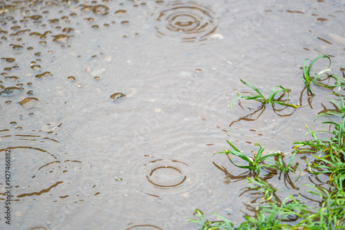 雨の日の水たまり