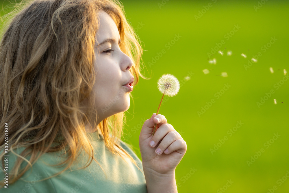 The child blows a dandelion. Kid play with dandelions on spring field. The child dreams. Kid enjoys the spring and blows dandelion seeds. Child on the summer meadow. The kid is blowing a dandelion.