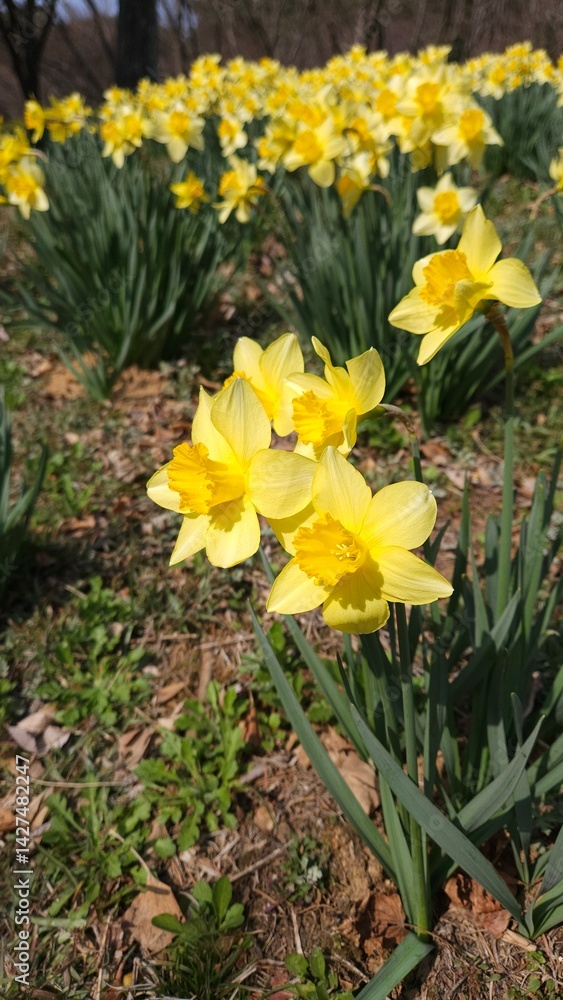 yellow daffodils in spring yellow daffodils in spring