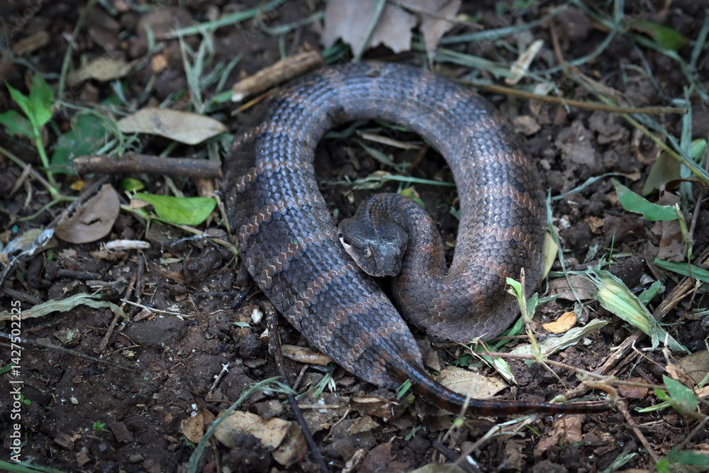 Obraz premium Acanthophis laevis (Smooth-scaled death adder) camouflaged on the ground waiting&nbsp;for&nbsp;its&nbsp;prey