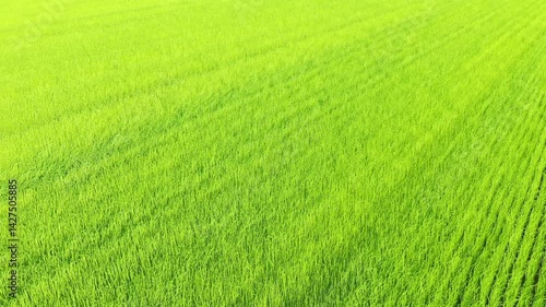 The flax fields are adorned with an intense green, in Europe, in France, in Normandy, in Seine Maritime, near Fecamp, in summer, on a sunny day. 