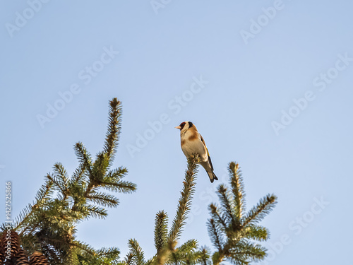 The European goldfinch or simply the goldfinch, Carduelis carduelis, sits on a branch in spring on green background. The European goldfinch in wildlife.