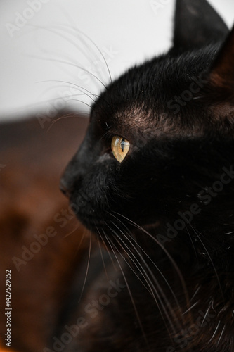 black cat on a black background, close up of a black cat, close up of a cat, black cat portrait, cat on the floor, cat, portrait of a cat, cat with cone, pet, black cat, stare, side view
