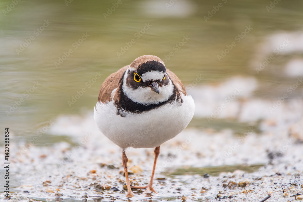 Little ringed plover (Charadrius dubius), bird standing on the lake shore Little ringed plover (Charadrius dubius), bird standing on the lake shore