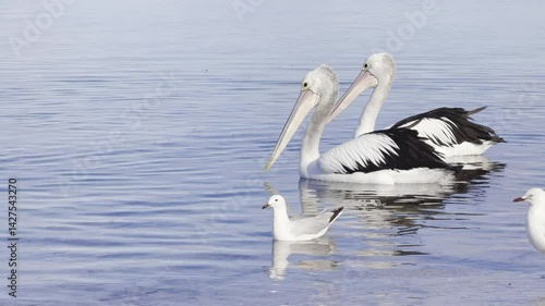 group of adorable australian pelicans and silver gulls swimming slowly on clear water looking for food. Point Turton, Yorke Peninsula, South Australia, Adelaide.