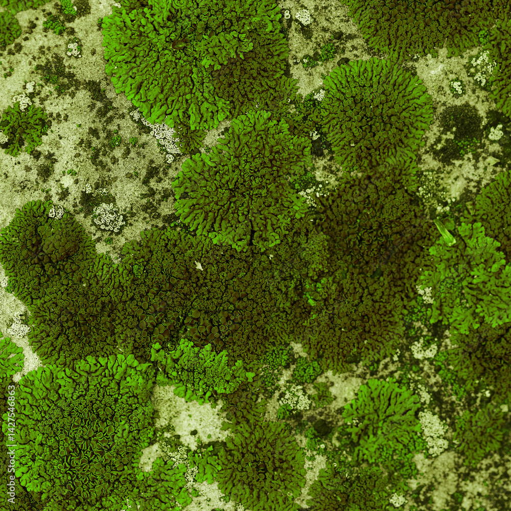 Nature botanical background, covered mosses and lichens stone, micro green plants fungus, macro trend top view photo. Natural close up texture mossy surface. Environment scenery green gradient