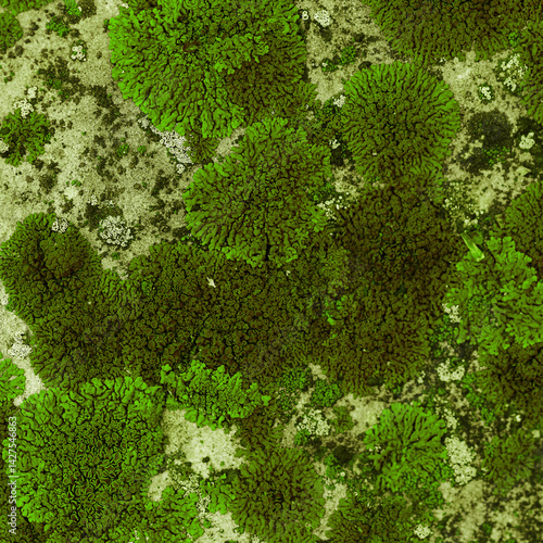 Obraz na płótnie Nature botanical background, covered mosses and lichens stone, micro green plants fungus, macro trend top view photo. Natural close up texture mossy surface. Environment scenery green gradient w salonie