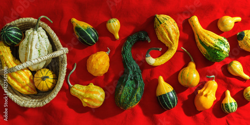 Obraz na płótnie Pumpkins pattern, decorative diverse pumpkin, squash, patisson on red cloth, top view banner. Autumn, fall, halloween holiday concept. Minimal autumnal flat lay with sunlight shadows. w salonie
