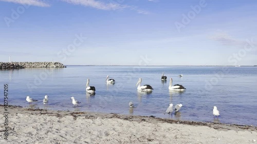 group of adorable australian pelicans and silver gulls swimming slowly on clear water looking for food. Point Turton, Yorke Peninsula, South Australia, Adelaide.