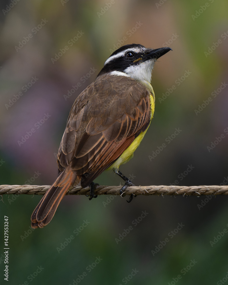 Pitangus sulphuratus Pitangus sulphuratus