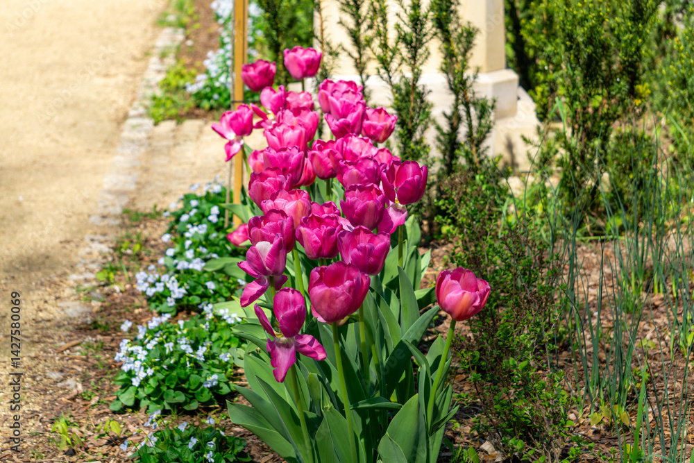 Obraz premium beautiful pink tulips growing in a neatly kept garden. The flowers are surrounded by greenery, and in the background you can see a path and ornamental plants. The composition reflects the spring atmos
