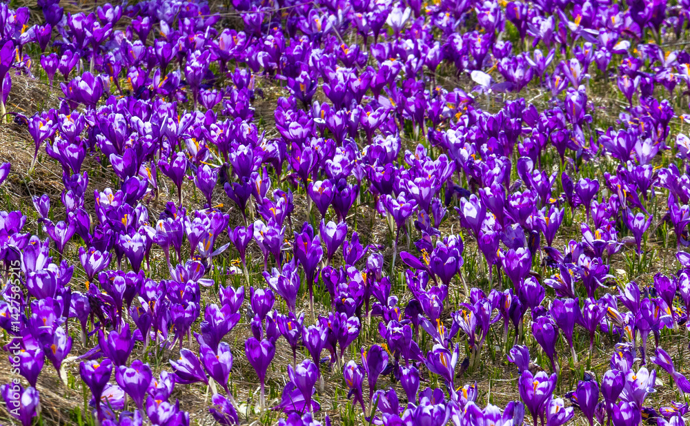 A group of many blooming purple crocuses