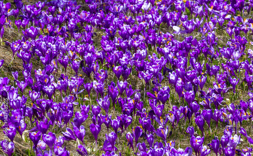 Obraz na płótnie A group of many blooming purple crocuses w salonie